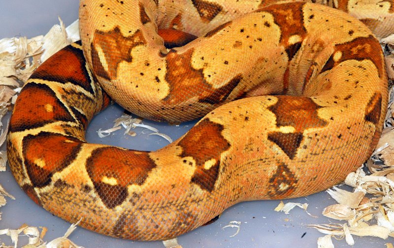t female red