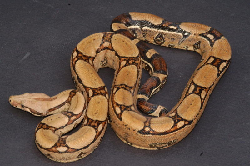 Female yearling #4