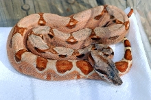 MARRON FEMALE HYPO HET SHARP