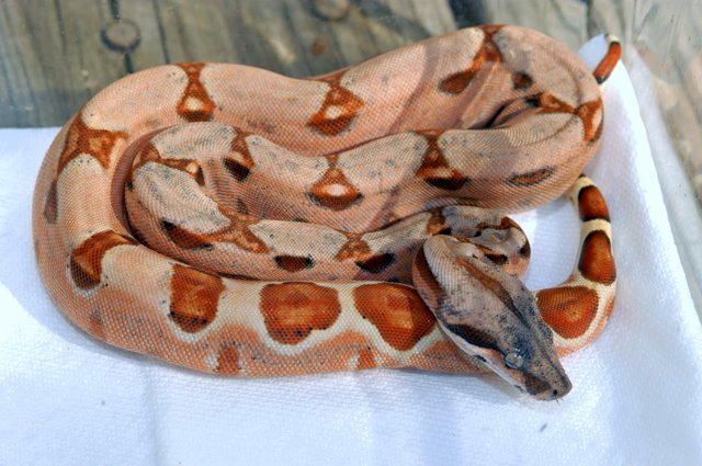 MARRON FEMALE HYPO HET SHARP