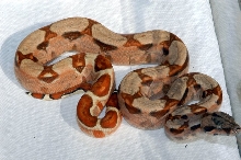 MARRON MALE HYPO HET SHARP