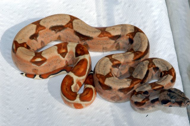 MARRON MALE HYPO HET SHARP