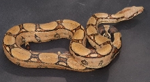 Male yearling #3