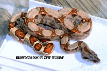 MARRON MALE HET SHARP