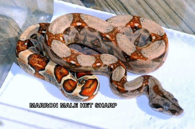 MARRON MALE HET SHARP
