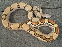 Most beautiful boa