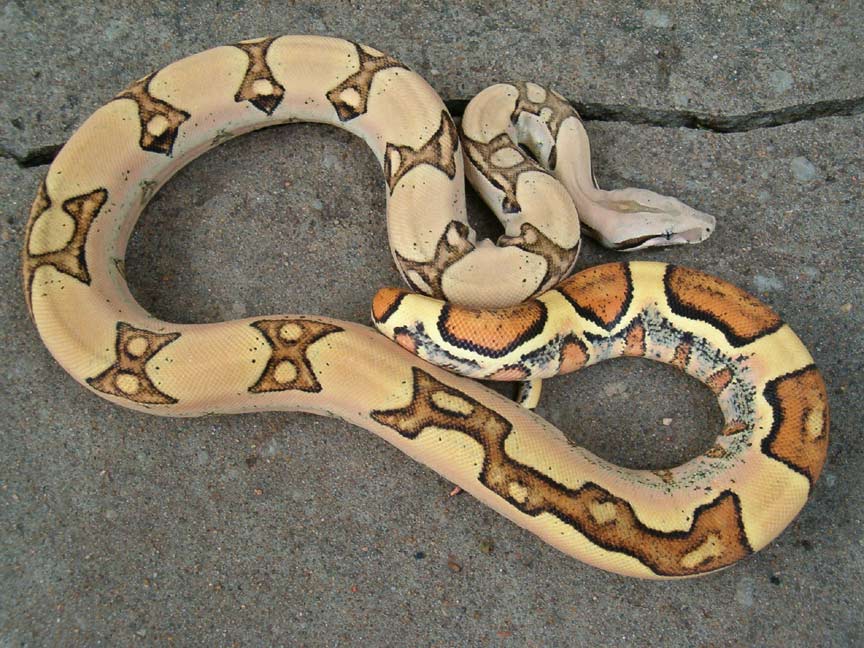 Most beautiful boa