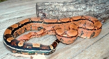 squaretail 3