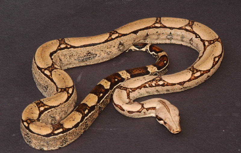 Female yearling #2