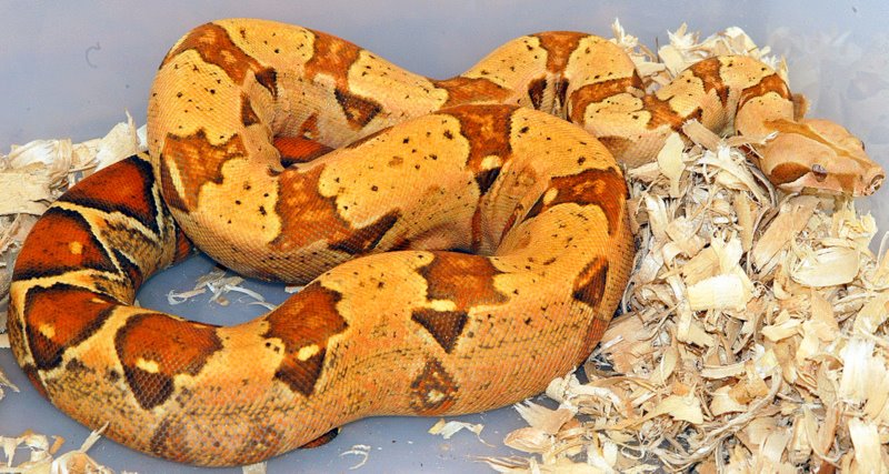 t female red 2