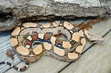 squaretail