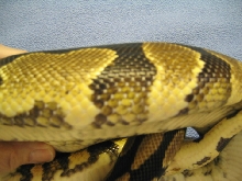 Possible`s Tummy