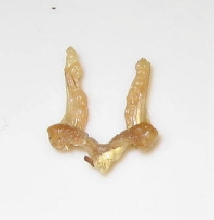 Sperm Plug??