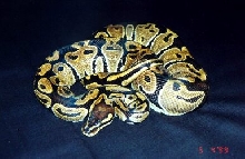 Penelope