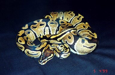 Penelope