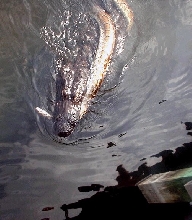 gator/burm