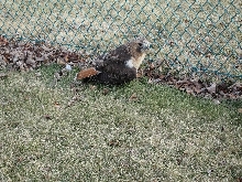 Redtail Rescue