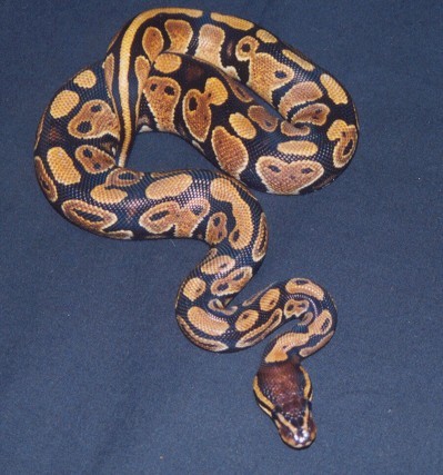 Pete