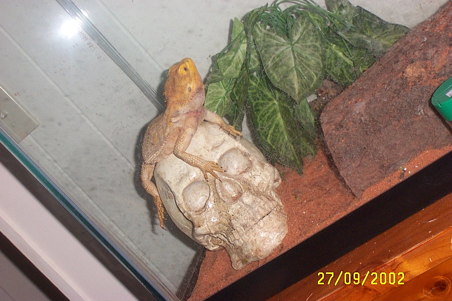 Oscar on skull
