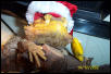 santa lizard