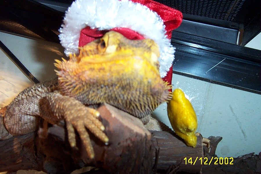 santa lizard