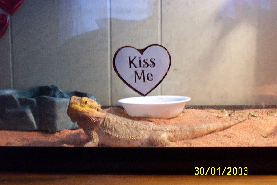 My Valentine to You