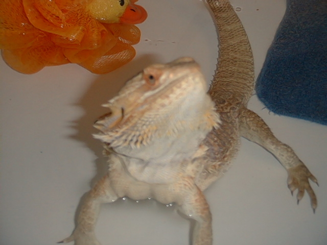 Jeeves enjoying his bath time