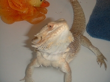 Bath time again for Jeeves