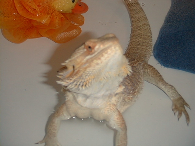 Bath time again for Jeeves