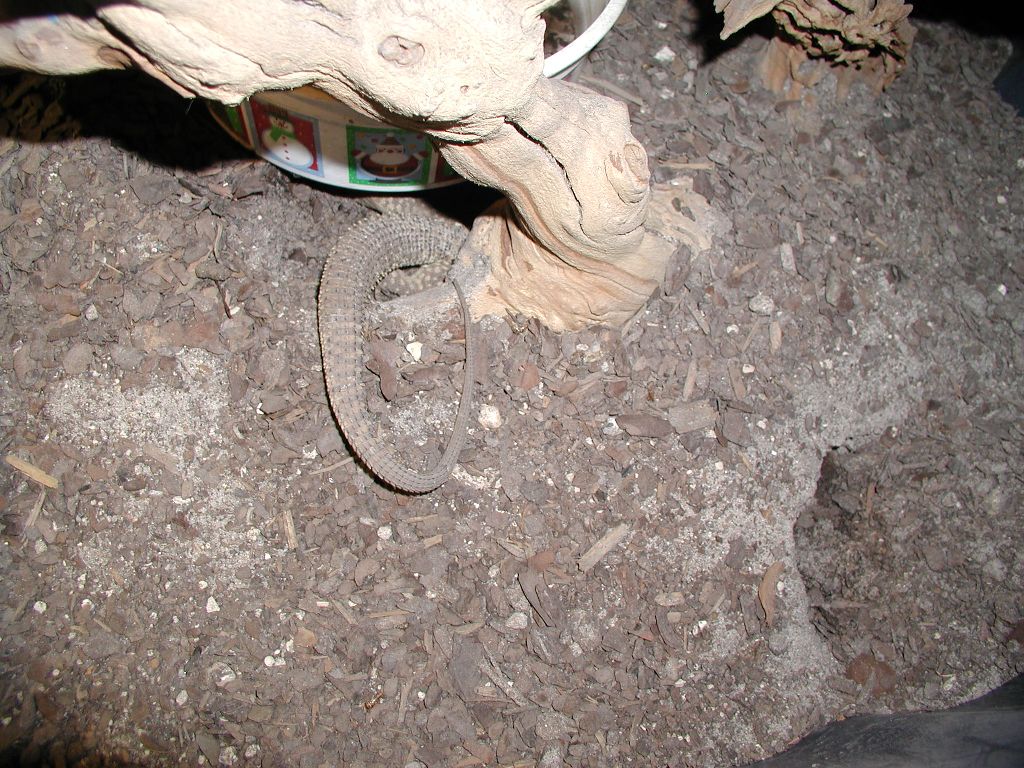 Female Depositing Eggs