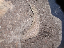 Female Burying Eggs