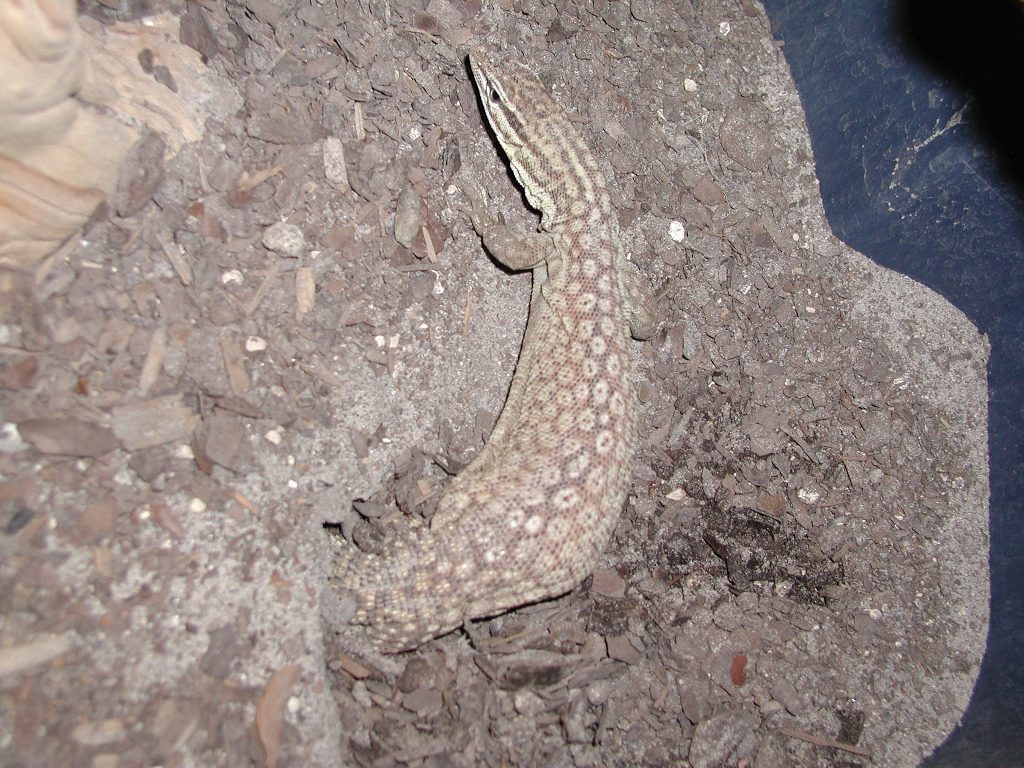 Female Burying Eggs