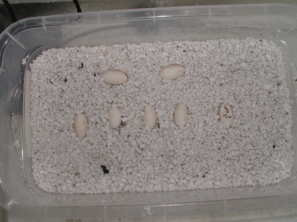 First Clutch of Red Ackies