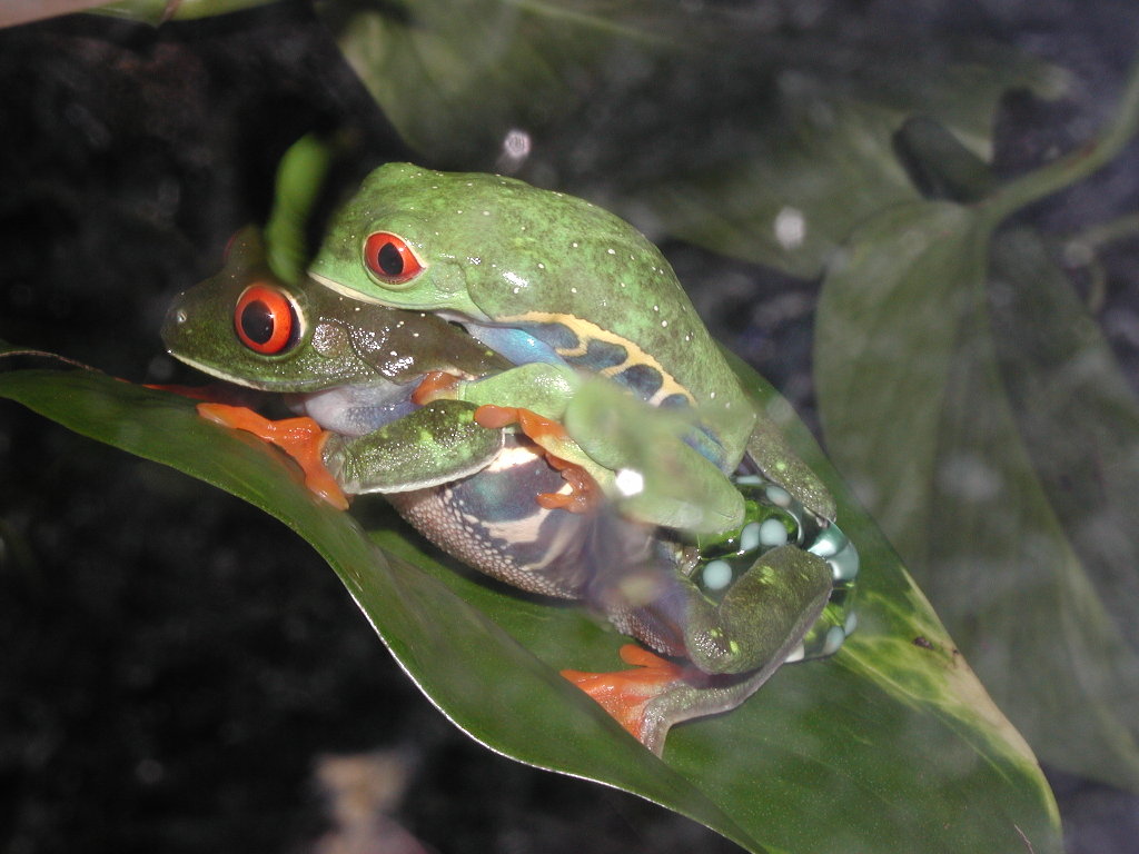 Laying of The Eggs