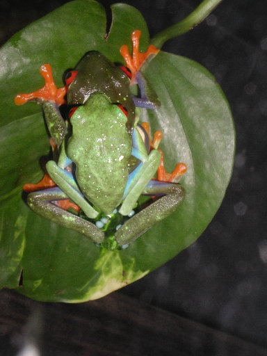 Laying of The Eggs 2