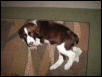 George... Latest addition to the collection