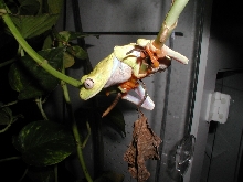 Xanthic RETF Female