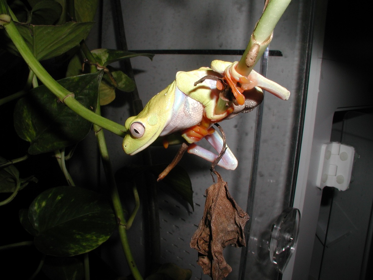 Xanthic RETF Female