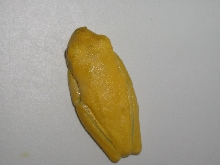 Lutino Male 01