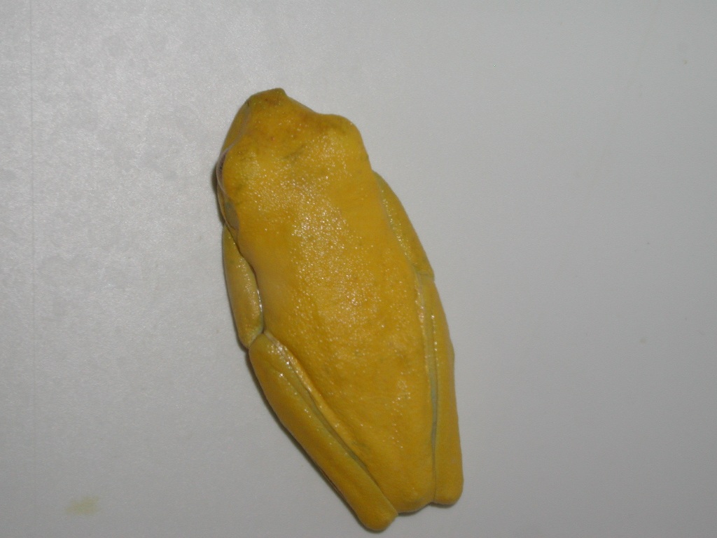 Lutino Male 01