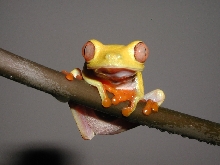 Lutino Male 02