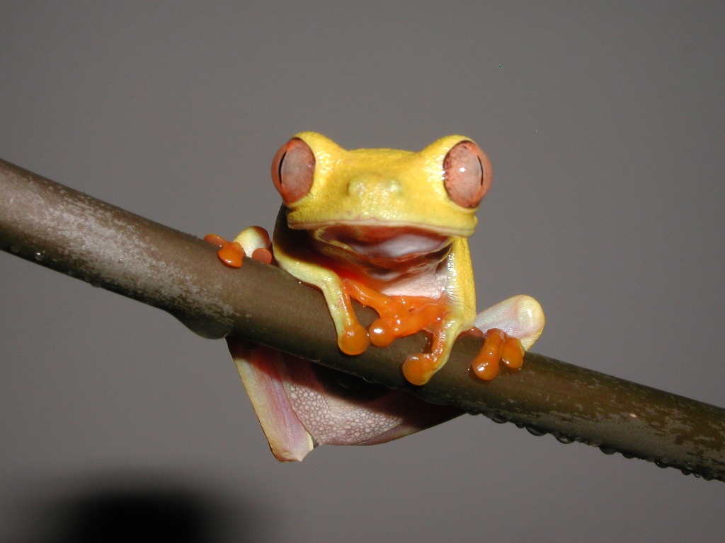 Lutino Male 02