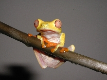 Lutino Male 03