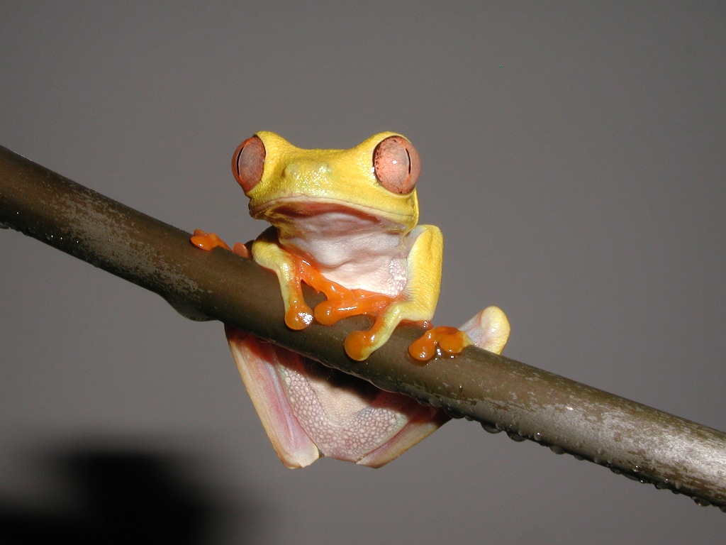 Lutino Male 03
