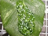 RETF Clutch 01