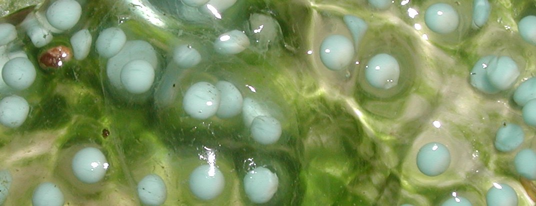 RETF Egg Development 01