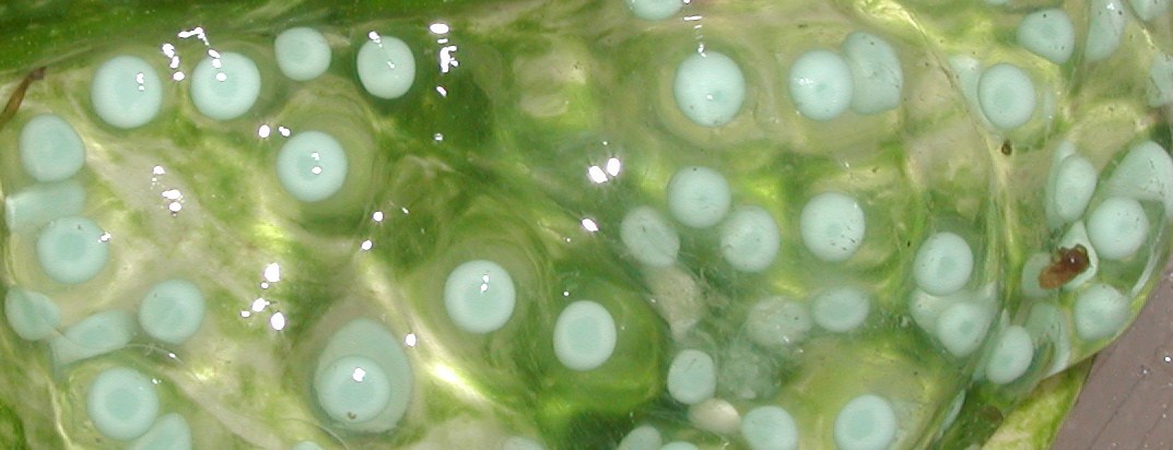 RETF Egg Development 02