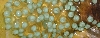 RETF Egg Development 03