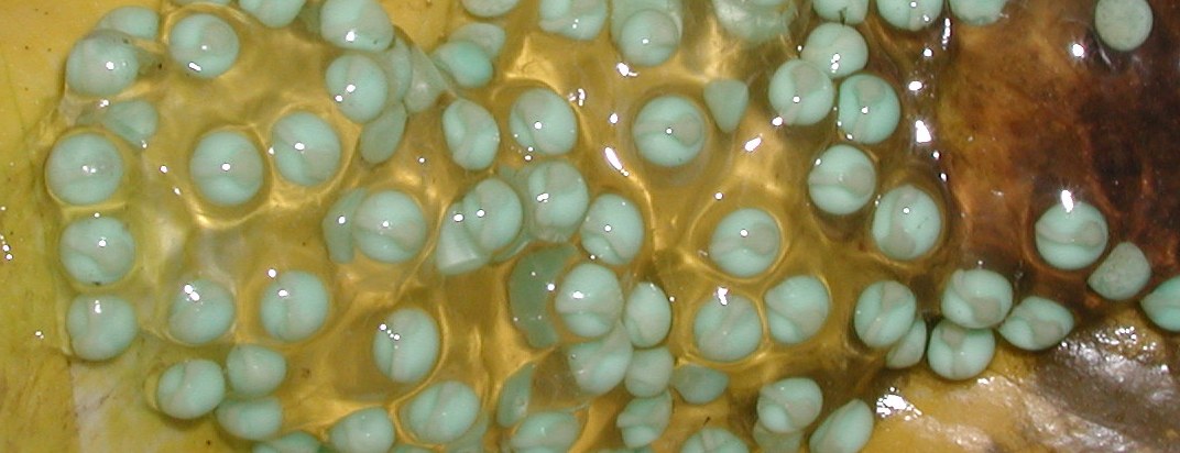 RETF Egg Development 03