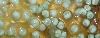 RETF Egg Development 04